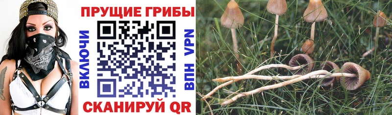 как найти закладки  Медвежьегорск  Галлюциногенные грибы Cubensis 